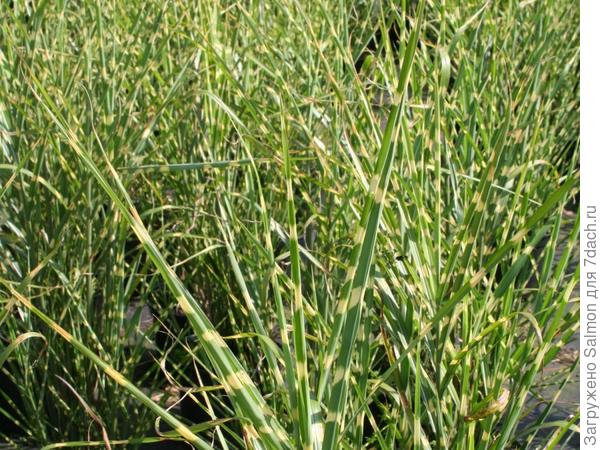 Miscanthus sinensis  &#39;Zebrinus&#39;