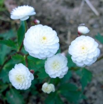 Лютик аконитолистый, махровоцветковая форма