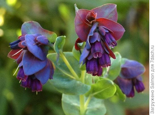 Cerinthe major var.purpurascens