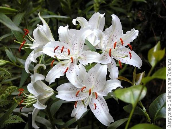 Белые лилии