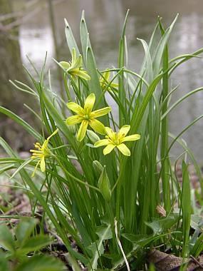 Gagea lutea