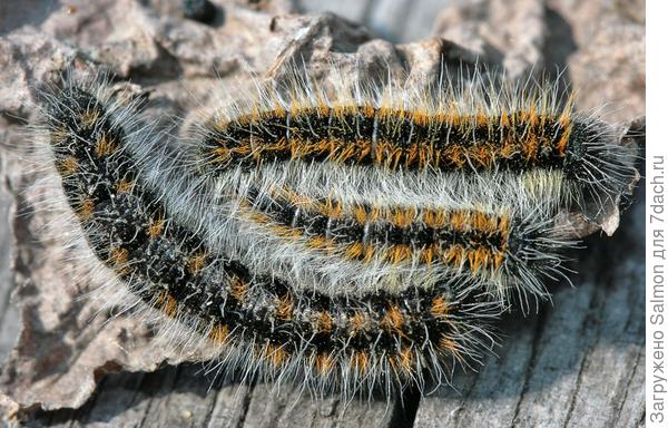 Гусеницы боярышницы