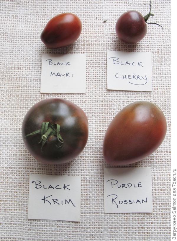 Томаты черные маленькие