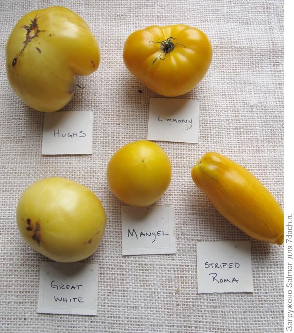 Томаты желтые