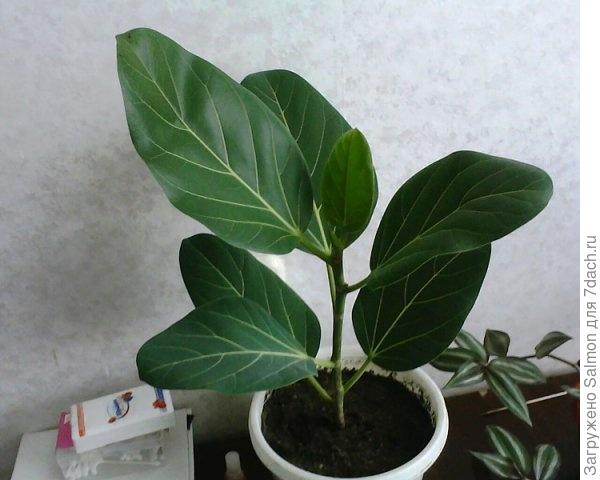 Баньян в комнате