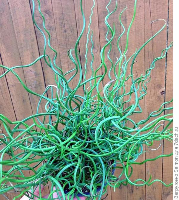 Ситник со спиральными листьями