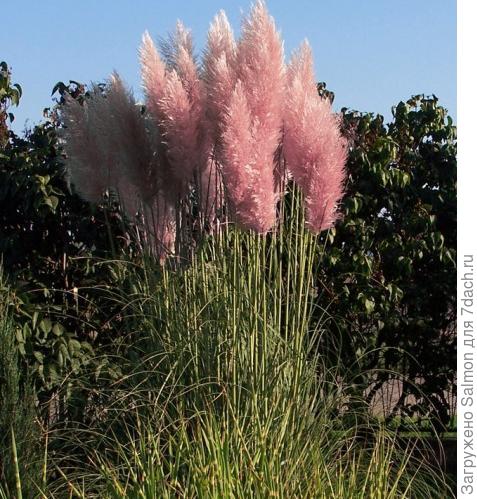 Сорт кортадерии