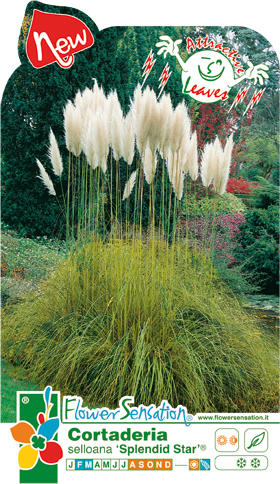 Cortaderia &#39;Splendid Star&#39;. Пакет семян