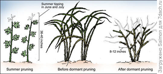 Обрезка малины