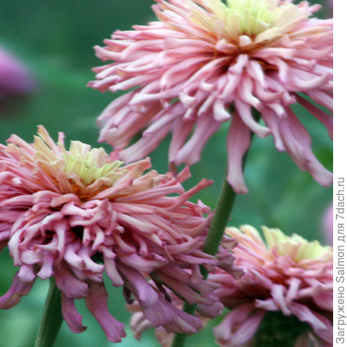 Гигантская лилова цинния