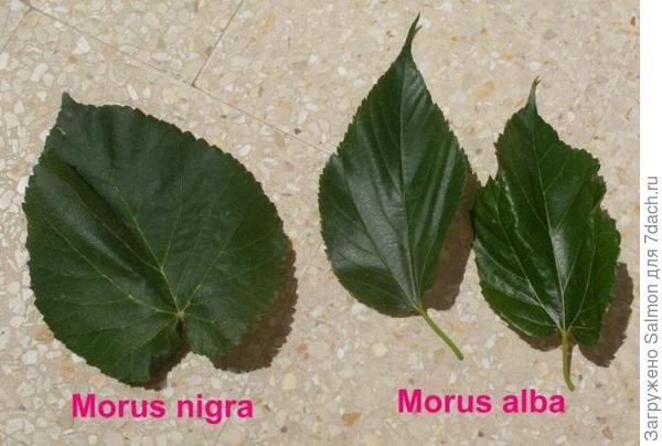 Листья белой и черной шелковиц