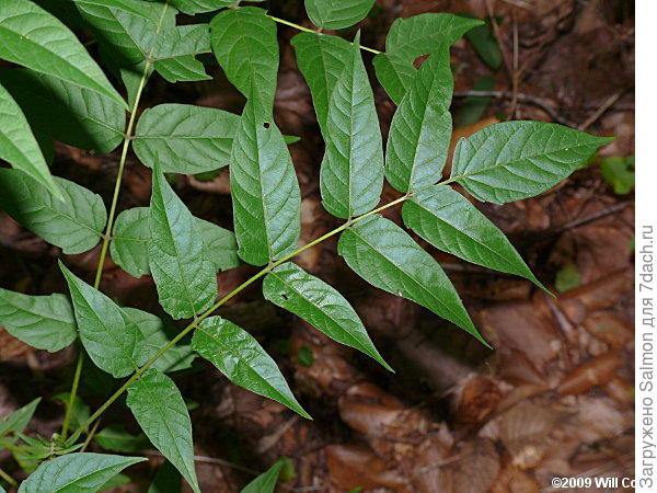 Айлант высочайший