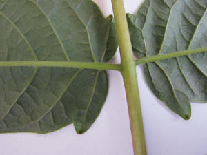 Айлант высочайший