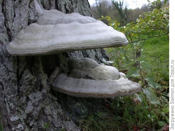 Трутовик, плодовое тело