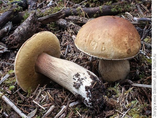 Белый гриб (Boletus edulis Bull.)