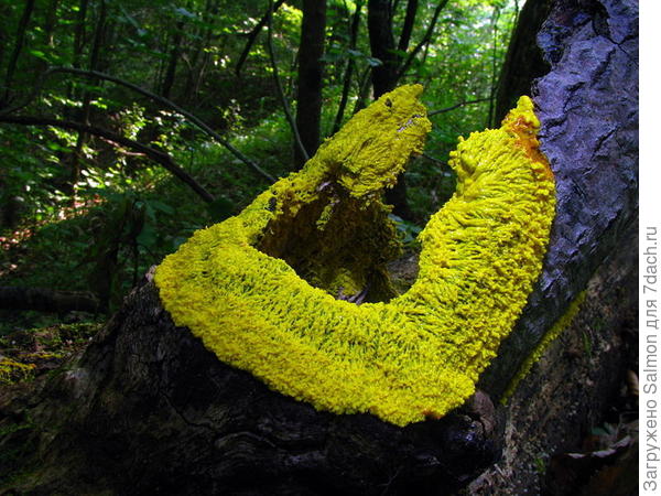 Фулиго гнилостный (Fuligo septica (L.) F.H.Wigg.)