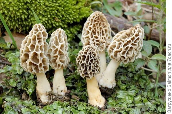 Сморчок съедобный (Morchella esculenta Pers.)
