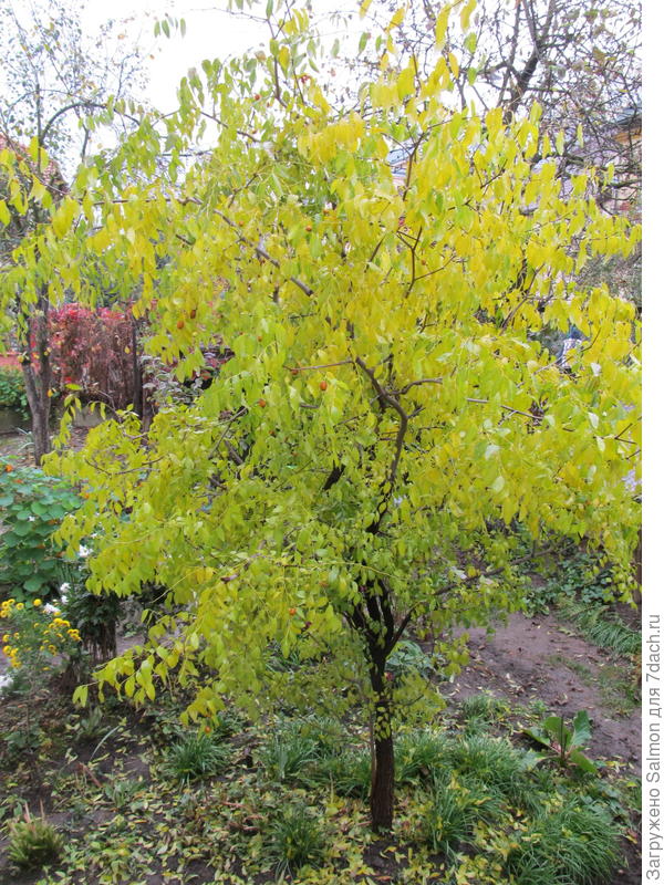 Зизифус во Львове