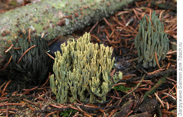 Ramaria abietina