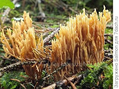 Ramaria flaccida