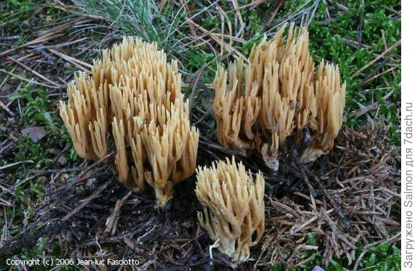 Ramaria flaccida