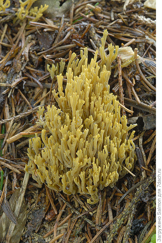 Ramaria abietina
