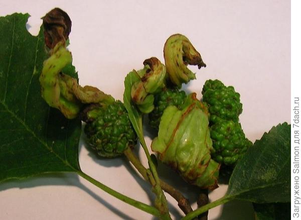 Поражение плодов ольхи