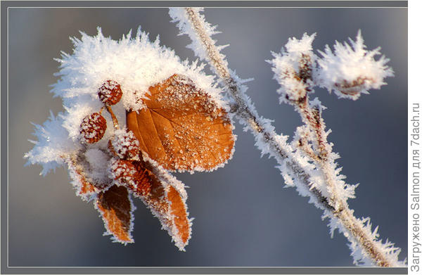 Ольха зимой. Фото с сайта mediasubs.ru