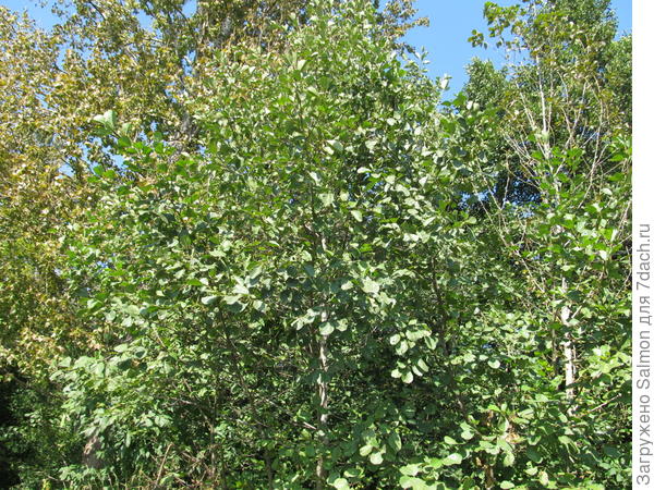 Ольха черная в парке