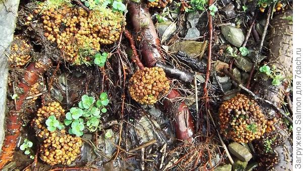 Азотфиксирующие бактерии на корнях ольхи