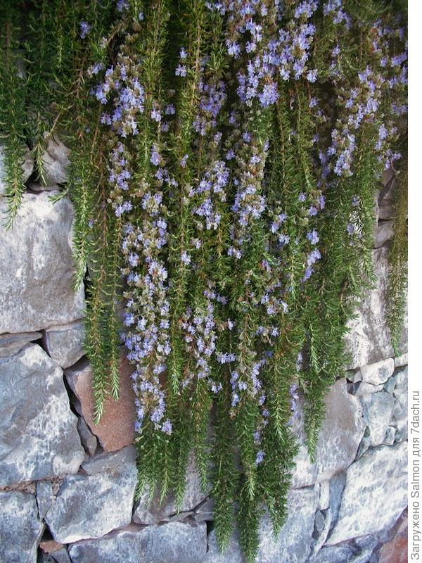 Ампельный розмарин