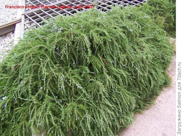 Ампельный розмарин