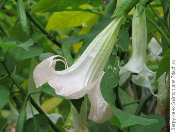 Brugmansia Frosty Pink