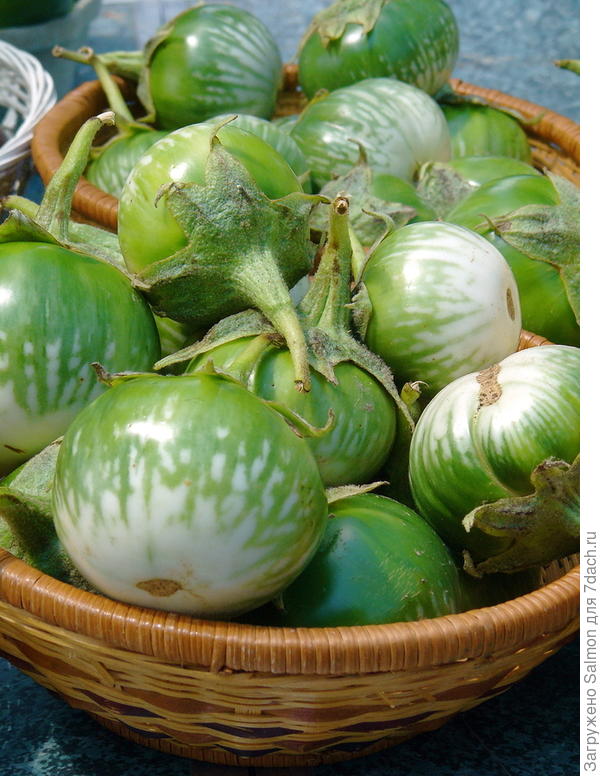 Тайский баклажан