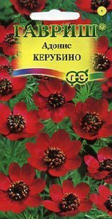 Однолетний адонис