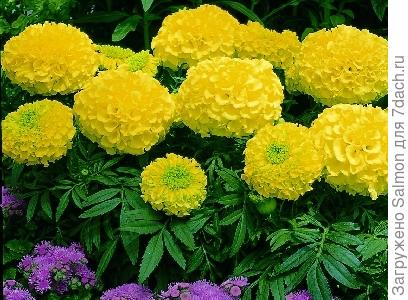Tagetes `Primrose`