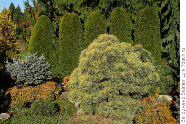 Хвойное ограждение