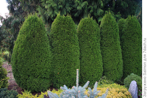 Хвойное ограждение