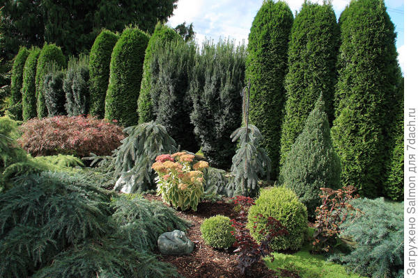 Хвойное ограждение