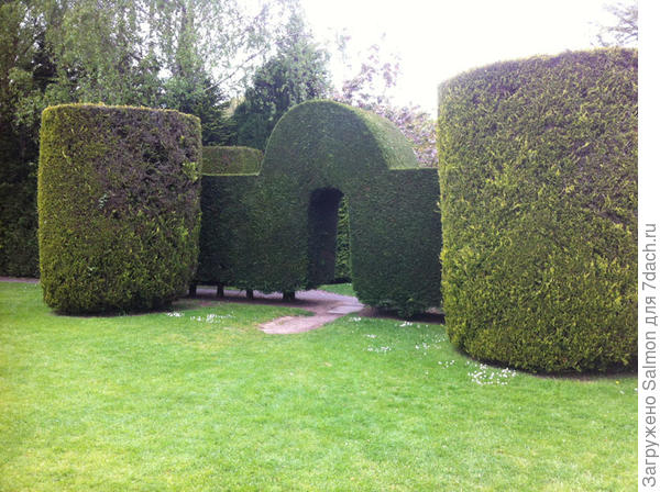 Изгородь из хвойных. Арка.