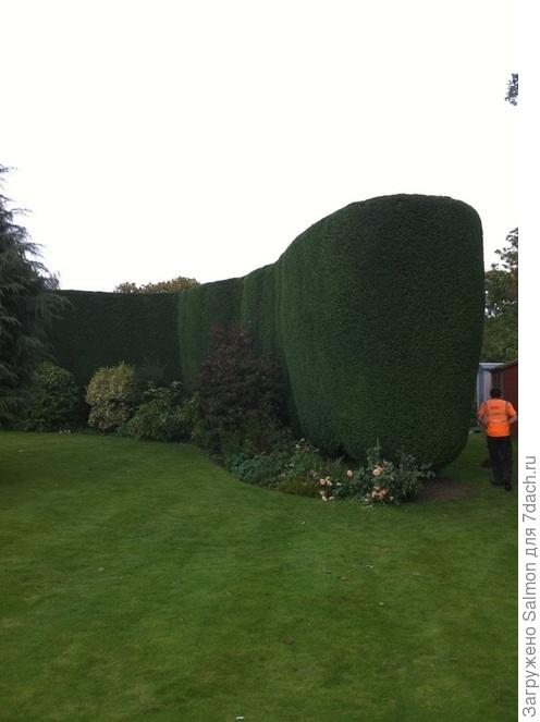 Изгородь из кипариса