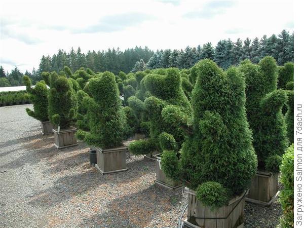 Скульпутры-мишки из хвойных