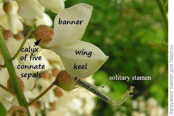 Цветок акации