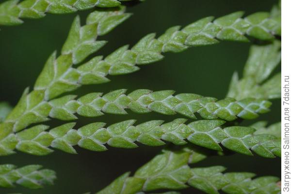 Кипарисовик Лавсона, хвоя