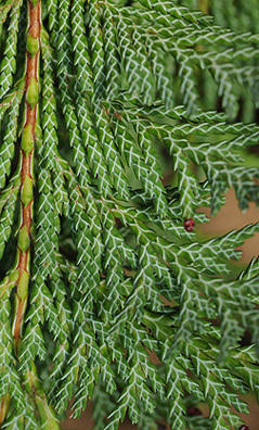 Кипарисовик Лавсона, хвоя