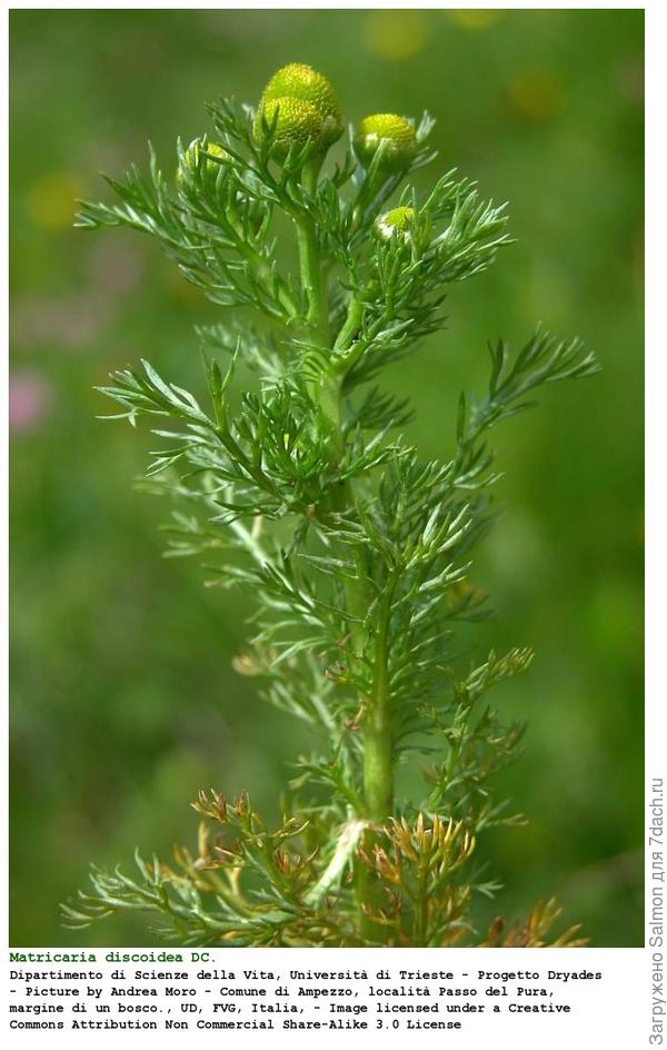 Ромашка безъязычковая