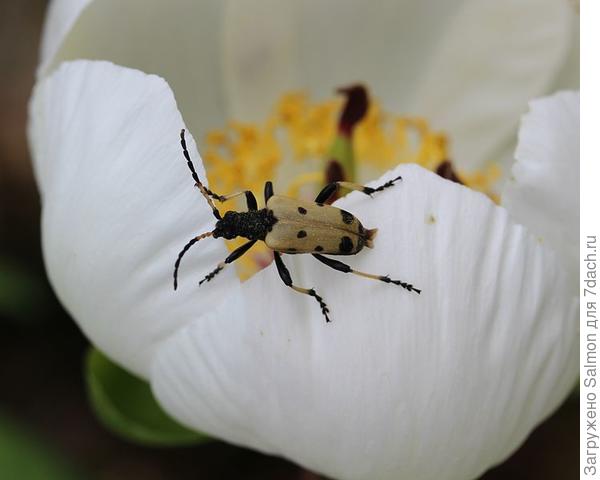 Брахита двухперевязчатая