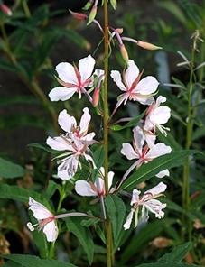 Сорт иван-чая &#39;Stahl rose&#39;