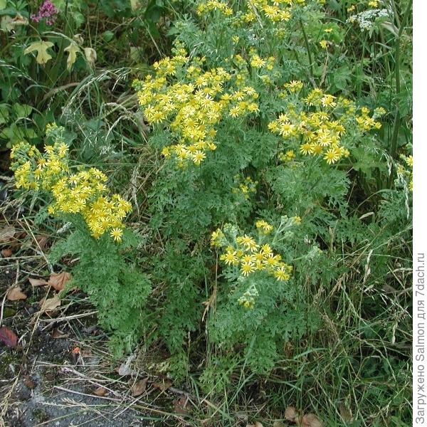 Крестовник Якова