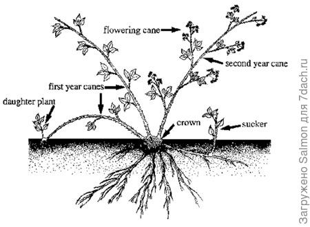 Развитие малины